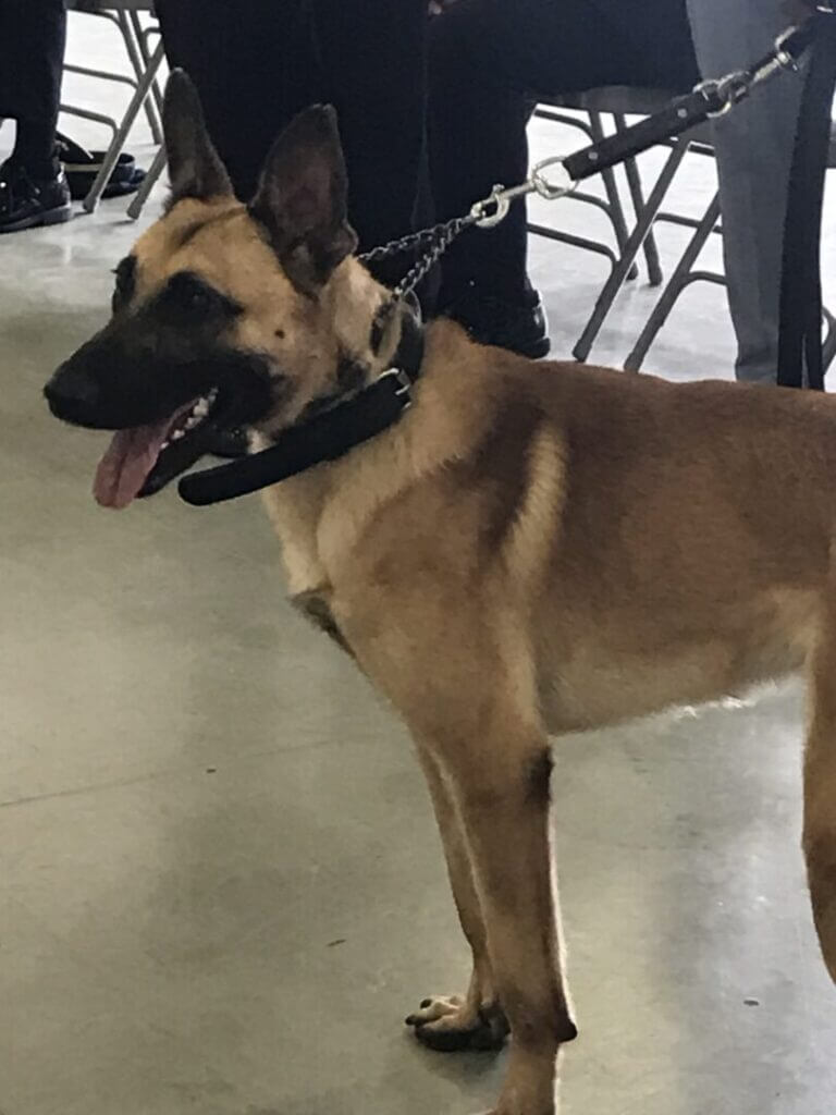 Police K9 dog on a leash